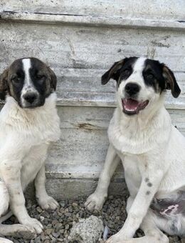 Lemmy sucht dich ! - Celle