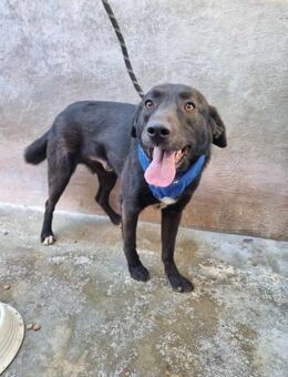 Freundlicher Max - Eichenzell