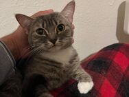 1 BKH Katze und 1 EKH Kater Hauskatze Kitten - Hattingen