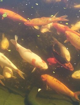 Koi Teichauflösung - Regen