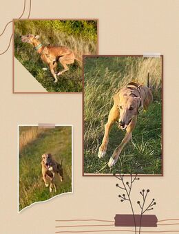 Deckrüde "Windhund" - Bad Tennstedt