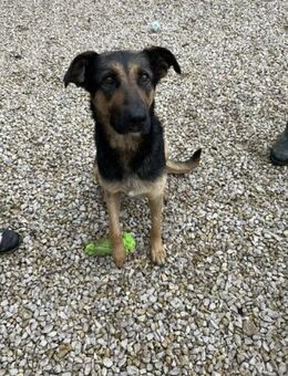 Abigel SI sanfte Seele mit großem Herz - Neustadt (Rübenberge)