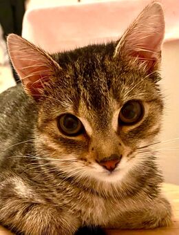 Rosie 7 Monate - Sigmaringen