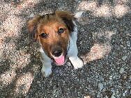 Bella Fee, auf der Suche nach Familie - Lich