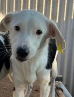 schöner Junghund T-Roc - Kallmünz