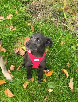 Jolene und Viktor suchen ein zuhause - Gütersloh