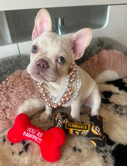 Französische Bulldoggen zu verkaufen - Reutlingen