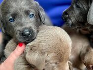 TOP GENETIK! Labrador Retriever Welpen – Seltene Farben & Ideale Familienhunde! - Plattling