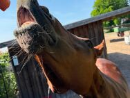 Suche Reitbeteiligung für 7-jährige Stute - Peine