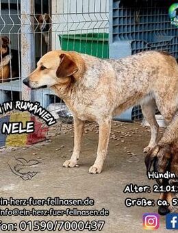 NELE I-bereit für den -Ernst- des Lebens - Waakirchen