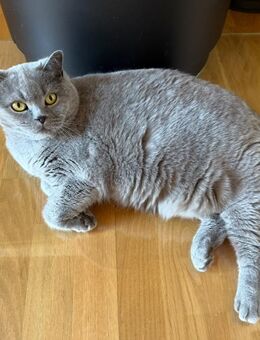 BKH Katze kastriert in blue - Westerburg
