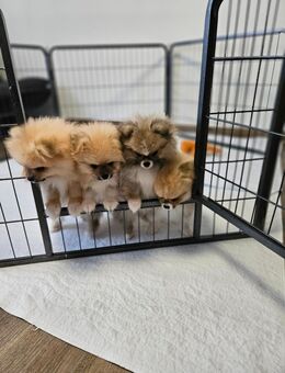 Süße Pomeranian - Obertraubling