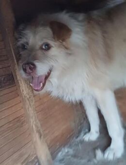 Odin sucht sein Zuhause - Konstanz
