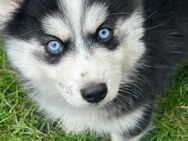 Pomsky Welpen - Lünen