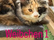 3 süße Main Coon weibchen suchen ein Zuhause - Iserlohn
