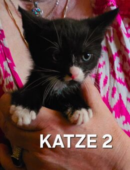 Kitten suchen ein Zuhause - Hettstedt