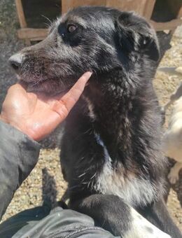 Elisa - auf der Suche nach einem Zuhause - Willich