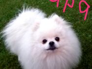 Pomeranian/Zwergspitz Boo - Kyritz