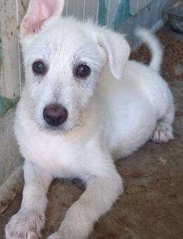 ROBERTA - verspielt, fröhlich - Weilheim (Oberbayern)