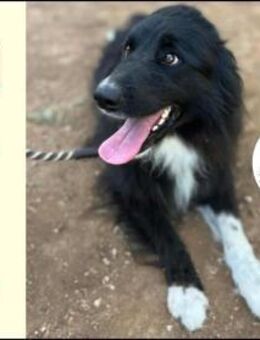 bildhübsche Maza sucht ein Zuhause - Margetshöchheim