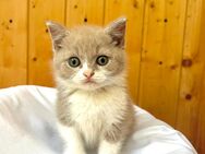 BKH Kitten, reinrassig und zahm - Wiesbaden