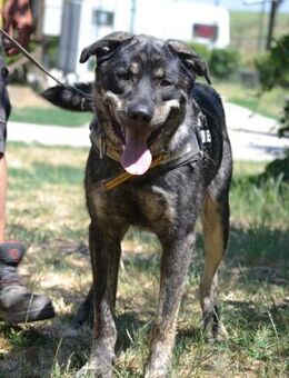 Preston lag erschöpft am Straßenrand - Puchheim