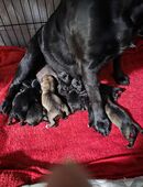Hunde welpen Mischlinge in 07349