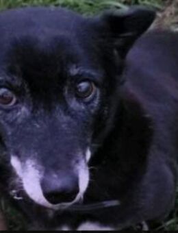 Rosy sucht ihre Menschen - Kalkar