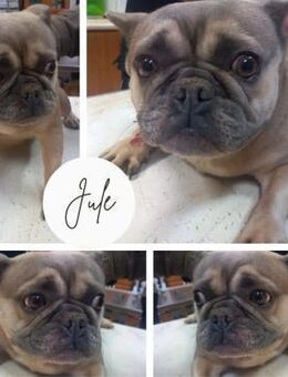 JULE PP Riesen Herz auf 4 Pfoten - Neustadt (Rübenberge)