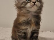 Maine coon XXXL Kitten - Würzburg