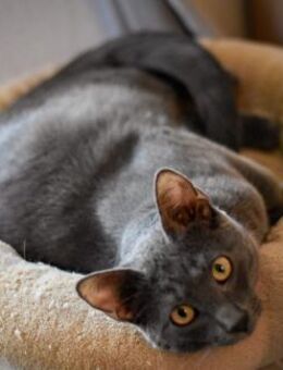 Teo Süßer Russisch-Blau-Mix-Kater - Benediktbeuern