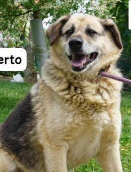 Berto Sein Herz ist voller Neugier ... - Kissing