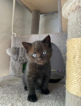 Katzen suchen liebesvolles Zuhause - Hamburg