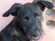Percy -will die Welt entdecken- - Oldenburg