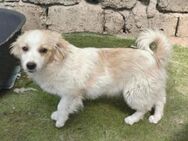 TASHA, kleines Hundekind sucht Zuhause - Hof