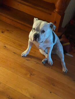 American Bully / Pocket - Leipzig Alt-West