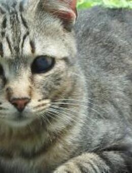 Lexter (FIV+) sucht über 4 Jahre - Wilhelmsfeld