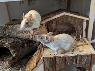 Super zahme Degu Schoko Schecken Jungs suchen schönes Zuhause - Ebsdorfergrund