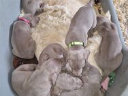 Weimaranerwelpen, Weimaraner Welpen Hund Jagdhund - Ziegendorf