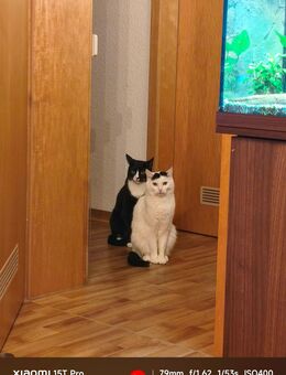 Zwei liebevolle kastrierte Kater in liebevolle Hände abzugeben in Wetzlar - Wetzlar