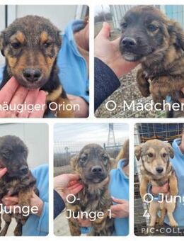 Orion und seine Geschwister suchen - Neuhausen (Fildern)