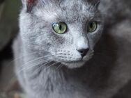 Russisch Blau Kater - Kirn