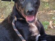 Ja, ASRIEL ist schwarz aber so toll 🐾♥️ - München