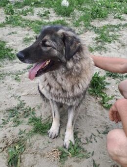 Duffy: Herdi-Hundedame sucht Rassekenner - Schnarup-Thumby