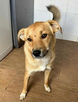 Tay von kettenlos - Bollingstedt