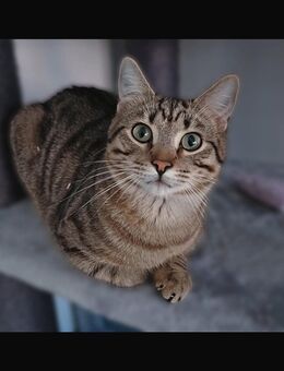 Europäische kurzhaar Bengal/Wildkatze Mischung - Nürnberg