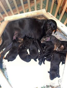 8 kleine Weimaraner Mischlinge - Gammelin