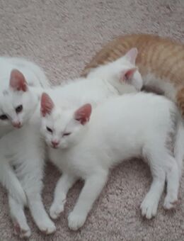 Nur noch 2 kleine Kitten suchen ein neues Zuhause - Ahrensburg