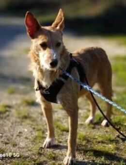 Zartes Seelchen LEYA ❤️ sucht Zuhause - Fahrenzhausen