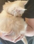 Maine coon Kitten in 48599